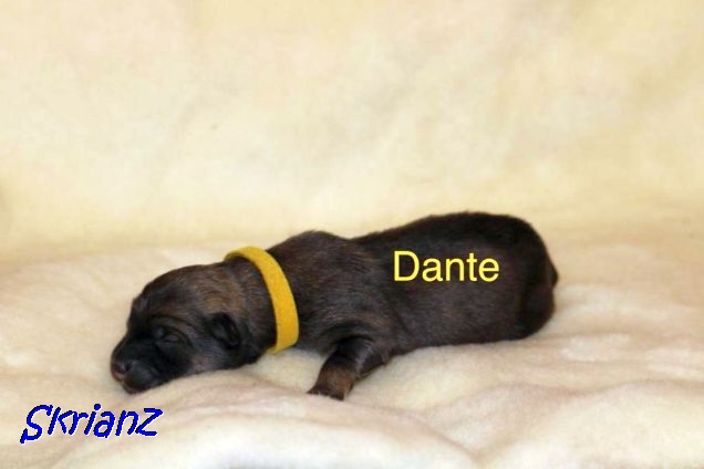 16.2.2021 - Dante 💙